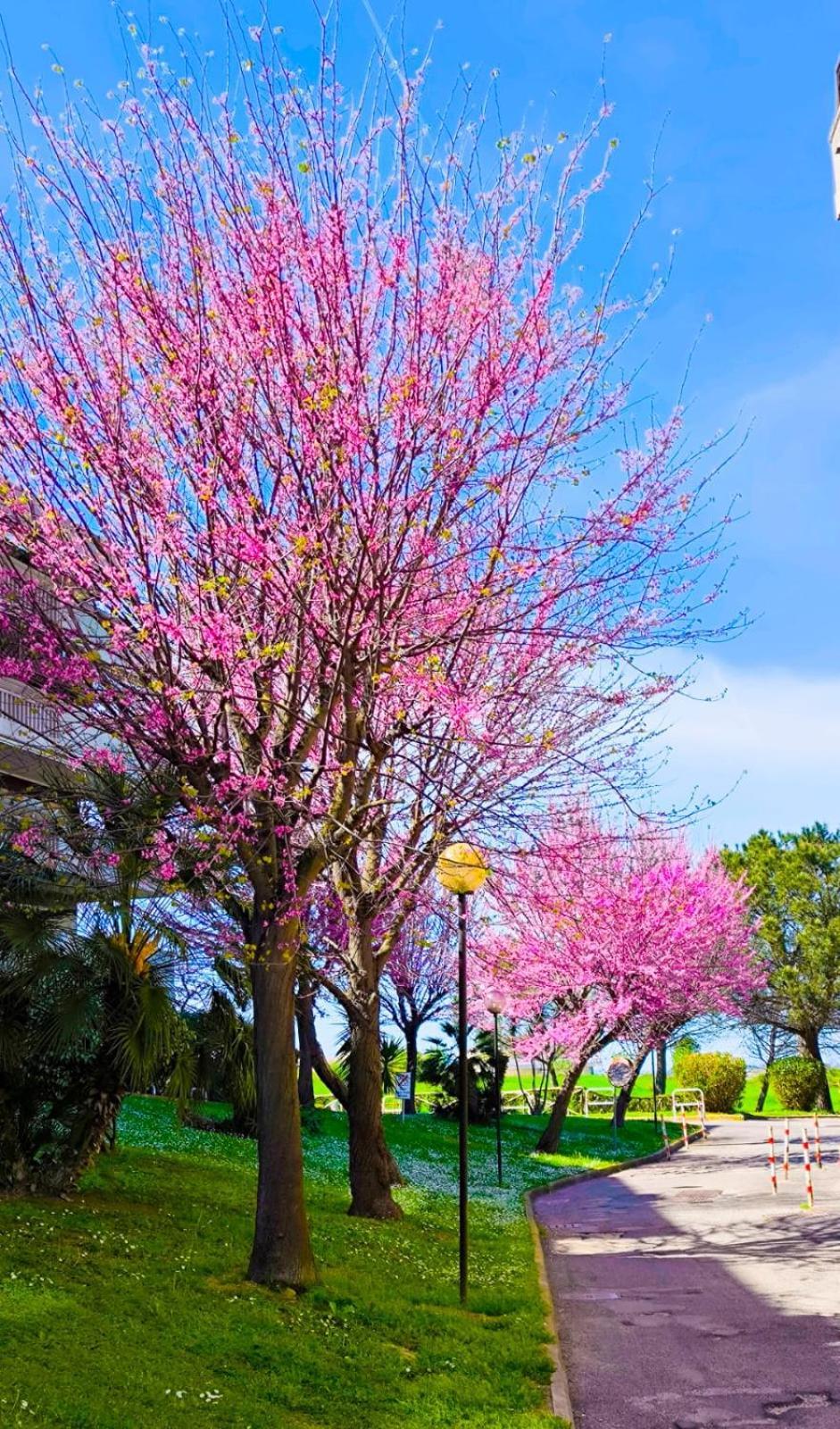 Rome Sweet Home Vitinia Exterior foto